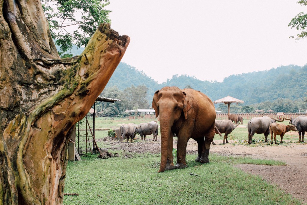 【泰國清邁自由行】大象自然公園 Elephant Nature Park&nbsp;(ENP)